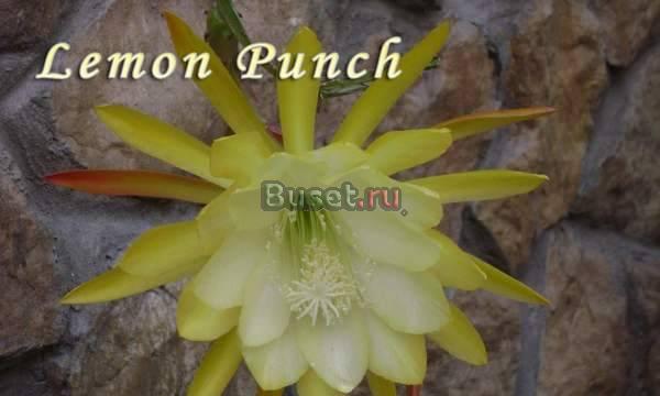 D-Link DVX-7090 Москва