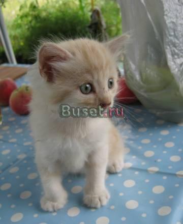 Котята в дар Краснодар