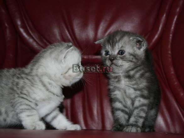 Вислоухие Плюшевые котята,Эксклюзивный котик Москва