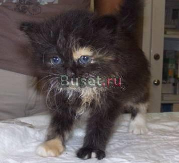 Невероятно красивый котенок Ксюша (1 мес) Санкт-Петербург