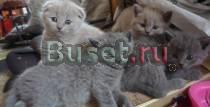 Британские и шотландские котята Москва