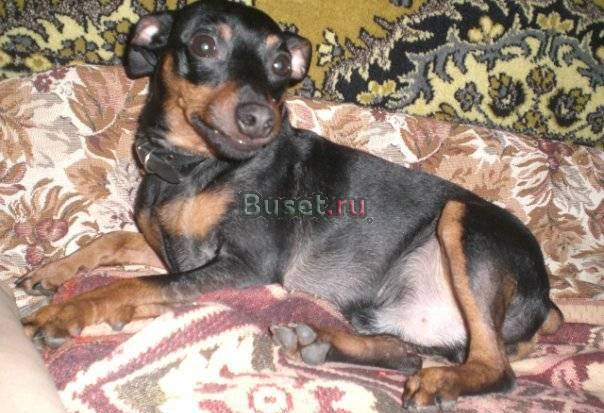 Приглашаю на вязку Москва