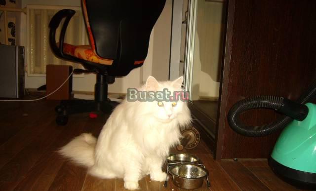 Отдам в хорошие руки Хабаровск