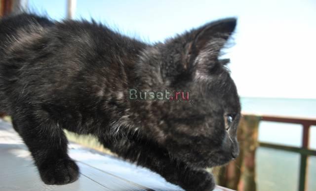 Шотландский котенок Челябинск