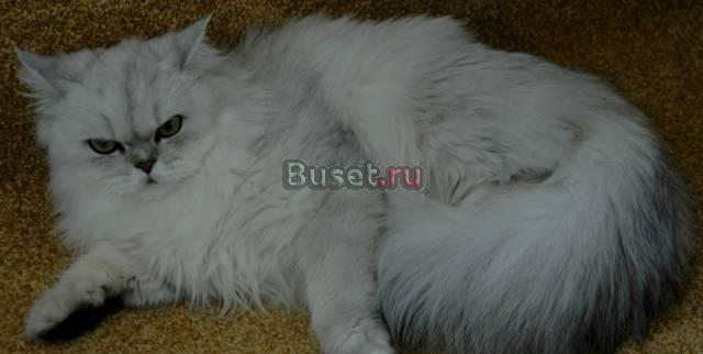 Персидская кошка окраса шиншилла Москва