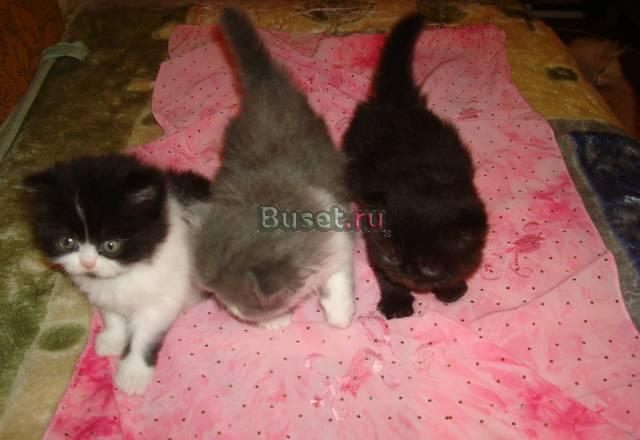 Продаются котята Краснодар