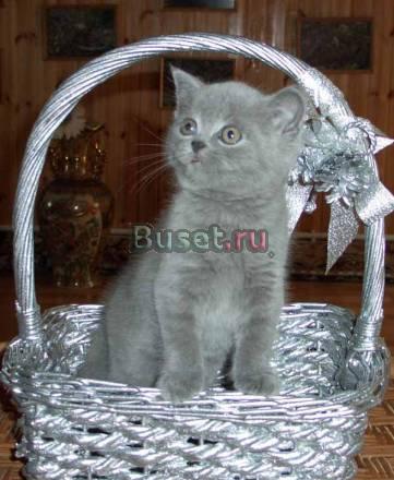 Клубные, классические, британские котята Москва