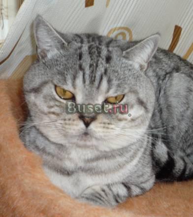 Кот скоттишстрайт, вязка Санкт-Петербург