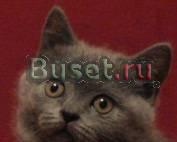 Британские котята (есть вислоухие) Москва