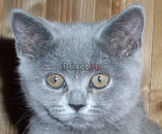Приглашаем выбрать себе котенка Москва