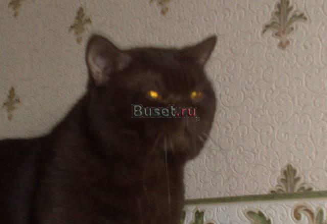 Британские котята рдкого окраса Воскресенск
