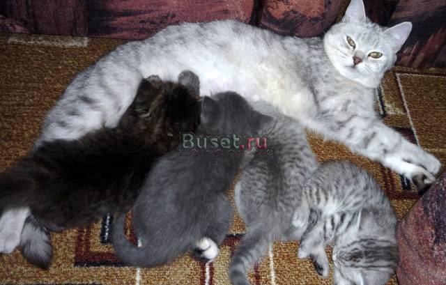 Британские котята3(три) девочки,1(один) мальчик Екатеринбург