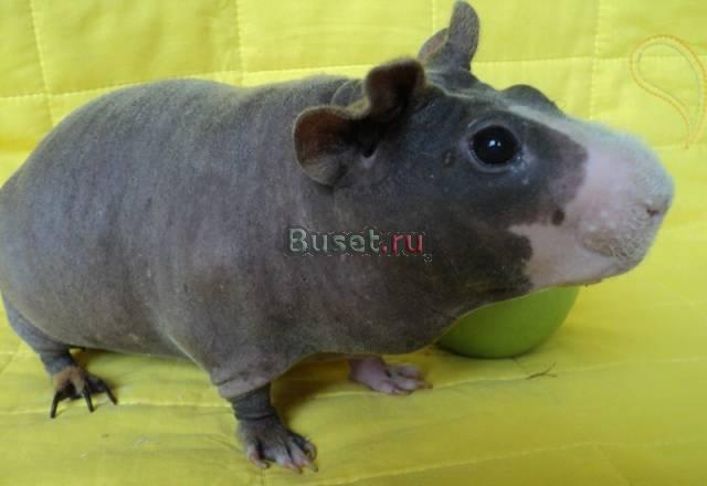 Морские свинки породы скинни Москва