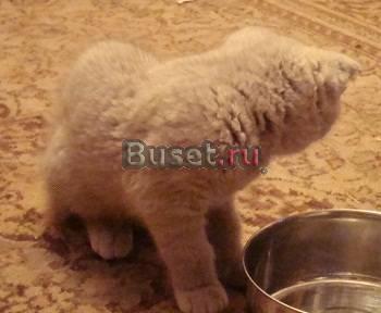Британские котята разные окрасы Москва