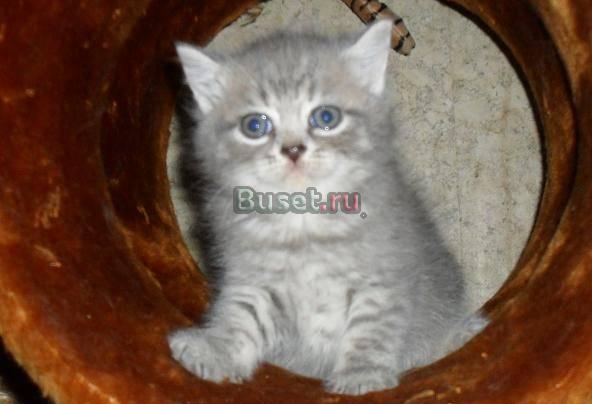 Настоящая британская плюшевая леди-медведь Москва
