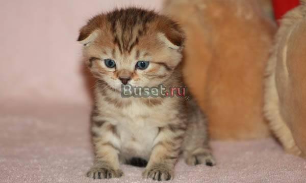 Продается шотландский вислоухий котенок Москва