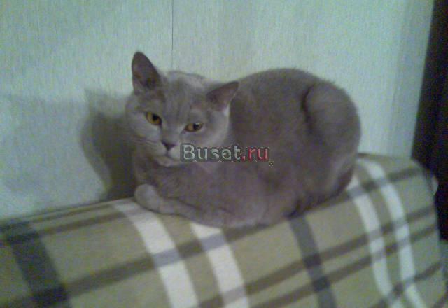 Отдам кошку (free) Москва