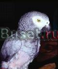 Жако / Psittacus erithacus Ростов-на-Дону