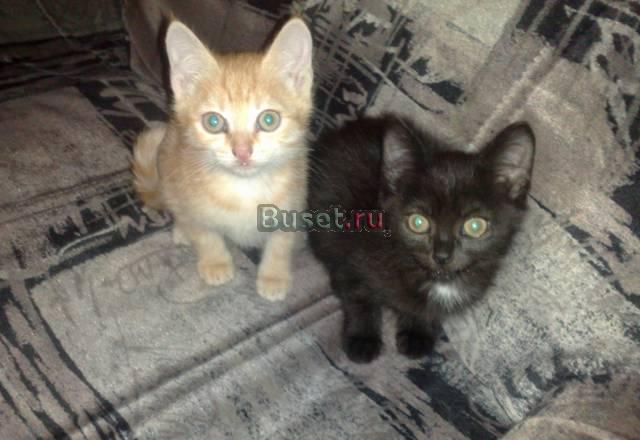 Отдам котят в хорошие руки даром Тюмень