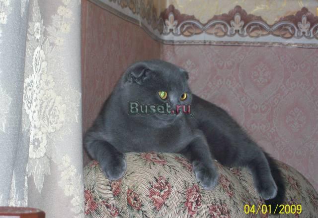 Котик приглашает на вязку Волгоград