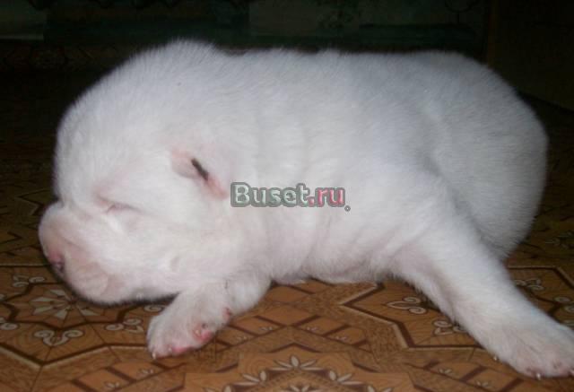 Щенки алабая Тула