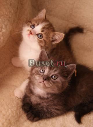 Котята скоттиш-фолд,страйт Волгоград