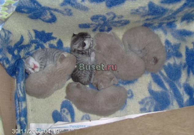Продаются очаровательные малыши Москва