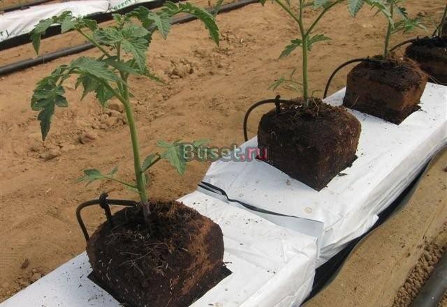 Кокосовый грунт для теплиц Москва