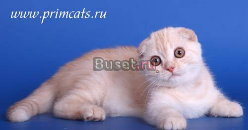 Рыжий вислоухий красавец Москва