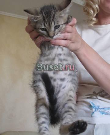 Котенок мальчик 3 мес., умница Санкт-Петербург