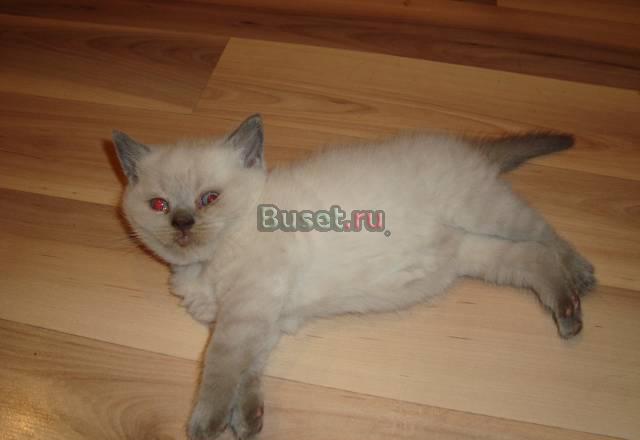 Продажа элитных котят Москва