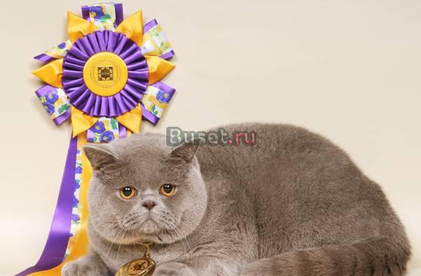 Чистопородные британские котята Калининград