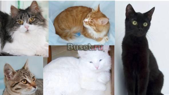 Котята и взрослые кошки в дар. в добрые руки Москва