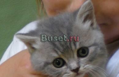 Британский котёнок девочка Москва