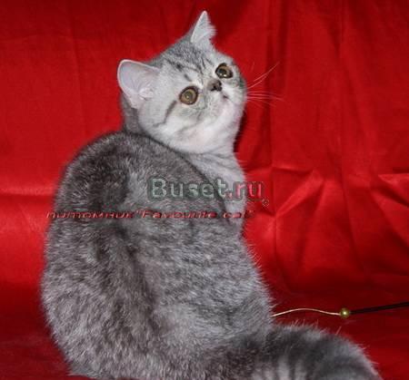 Экзотический плюшевый серебристый котенок Новосибирск