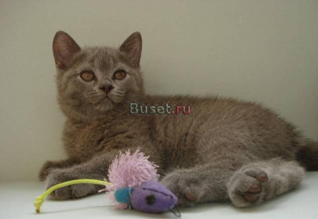 Британские голубые котята Санкт-Петербург