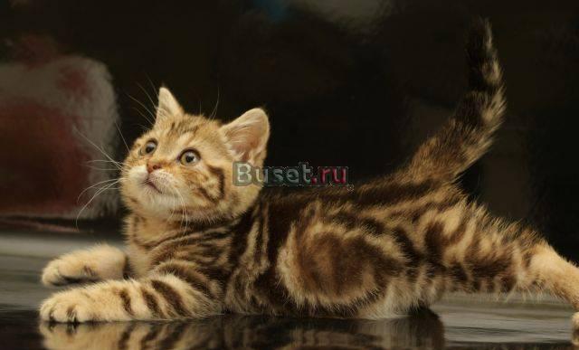 Британские мраморные пятнистые котята Санкт-Петербург