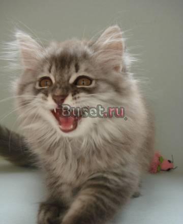 Шотландский котик Санкт-Петербург