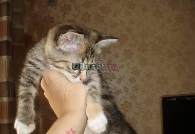 Очаровательна кошечка. 1.5 месяца Санкт-Петербург