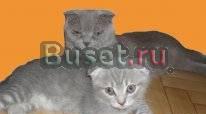 Котята британской породы Москва