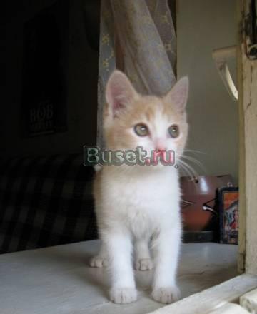 Котёнок ищет дом Москва