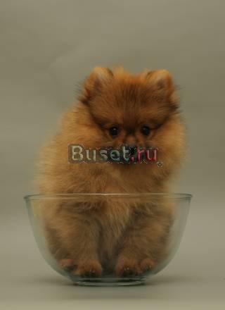 Карликовый померанский шпиц Москва