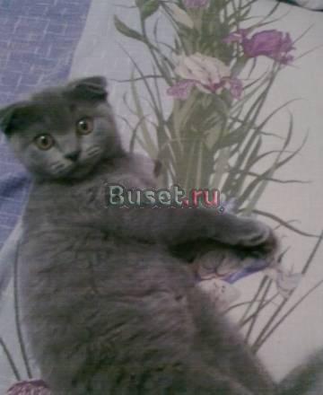 Котята Видное