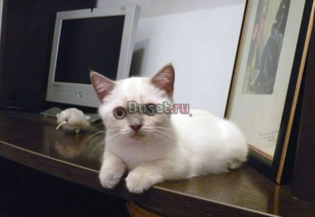 Шотландские котята, питомник "Марципан" , Краснода Краснодар