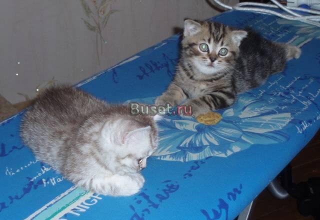 Котята с прививкой и документами Москва