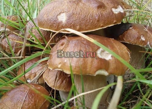 Участок ижс Москва