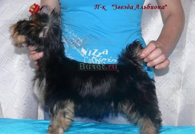 Пит-к  "Звезда Альбиона" , мальчик стандарт Москва