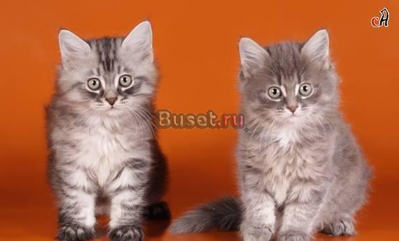 Сибирские котята Санкт-Петербург