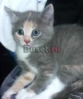 Британские котята Санкт-Петербург