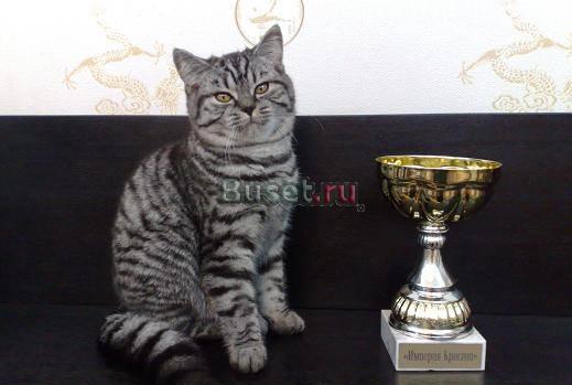 Шотландский котенок недорого под котят Москва